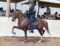 Blue Rose Dobson, 1983