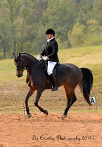 Horseback Riding & Training in Albuquerque NM