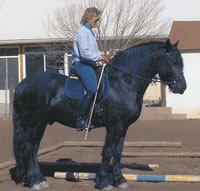 Tellington TTOUCH for Horses in Albuquerque, New Mexico