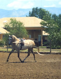 Horseback Riding and Training in Albuquerque, New Mexico